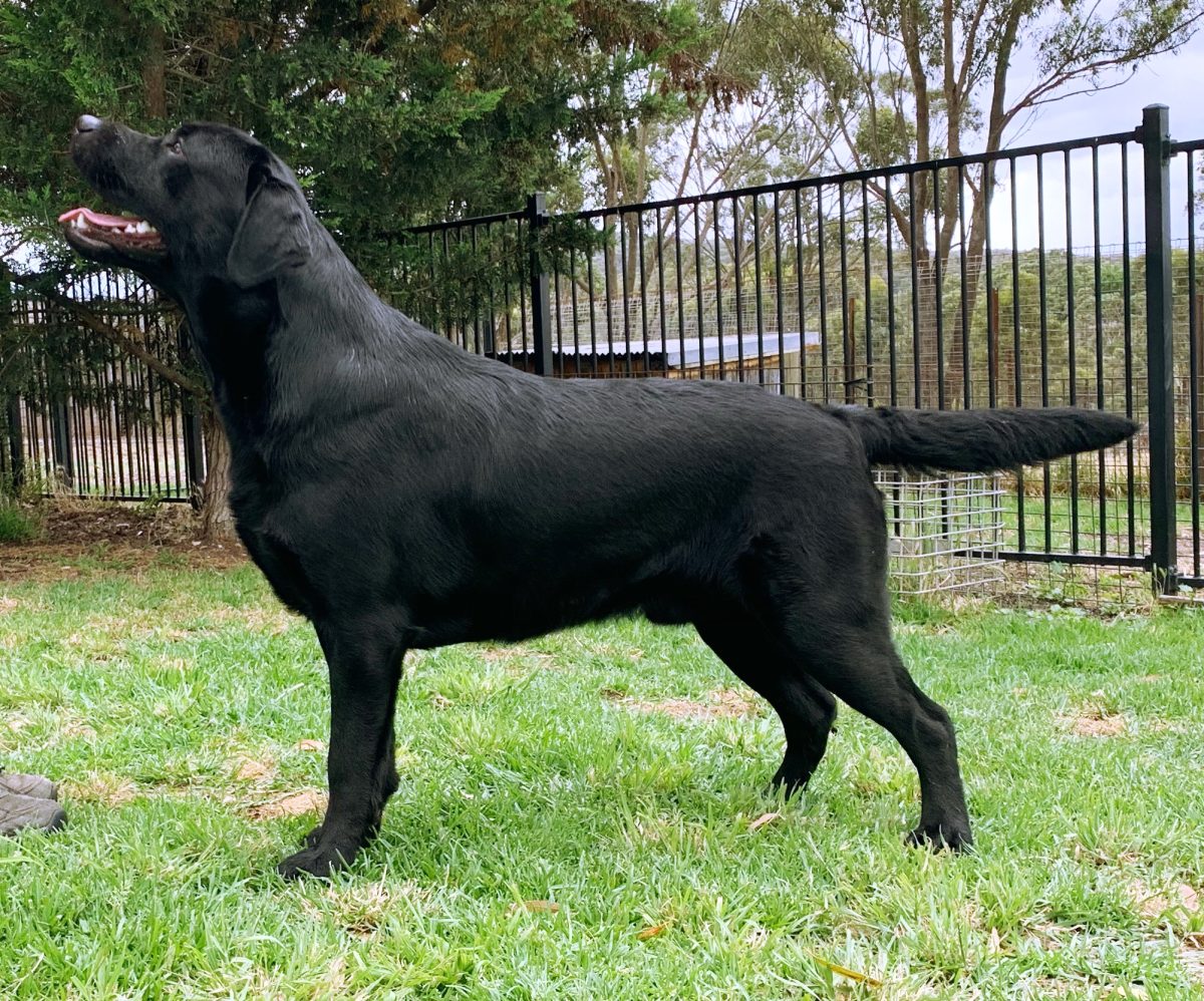 Photo of Labrador, Colin