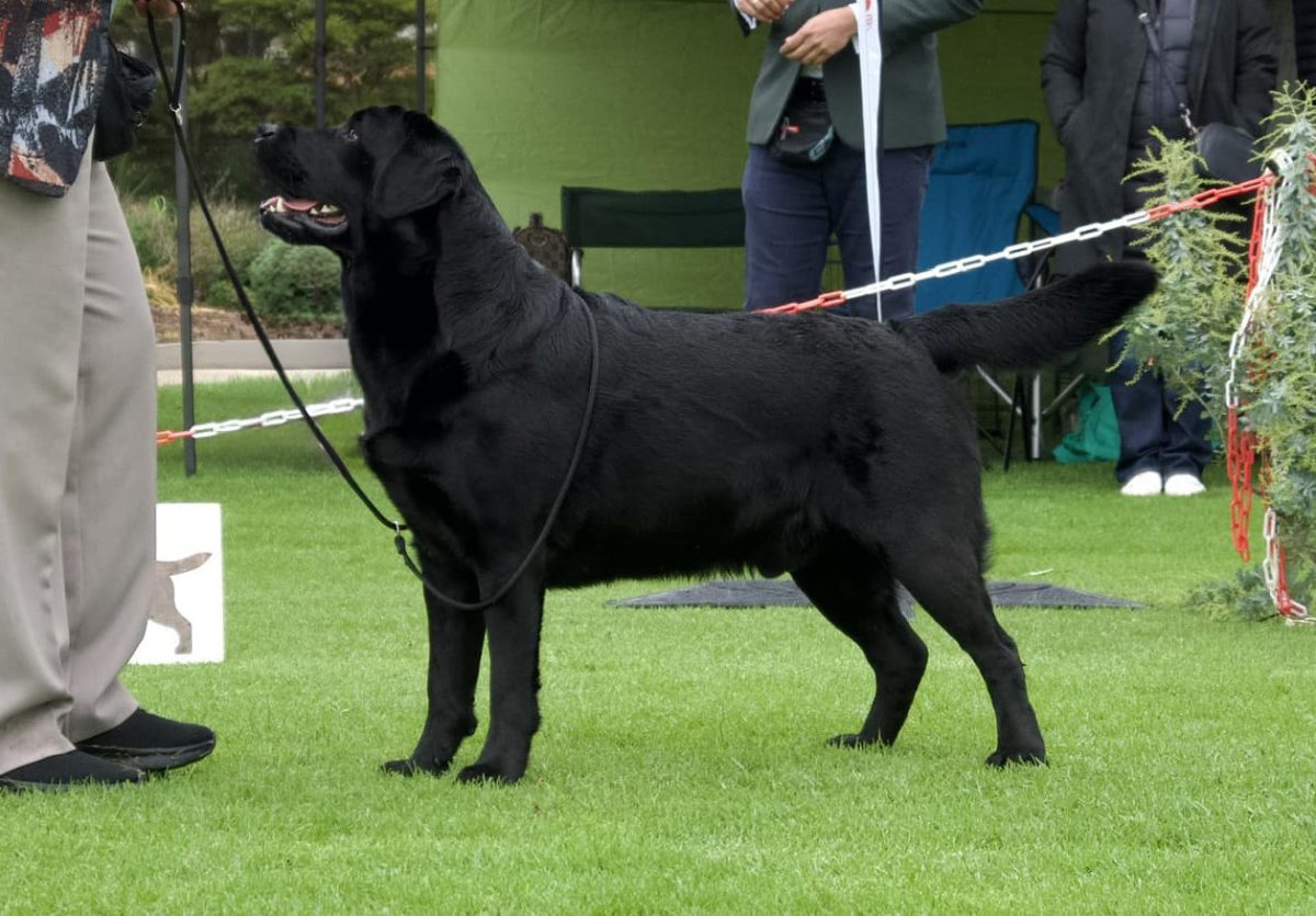 Photo of Labrador, Willson