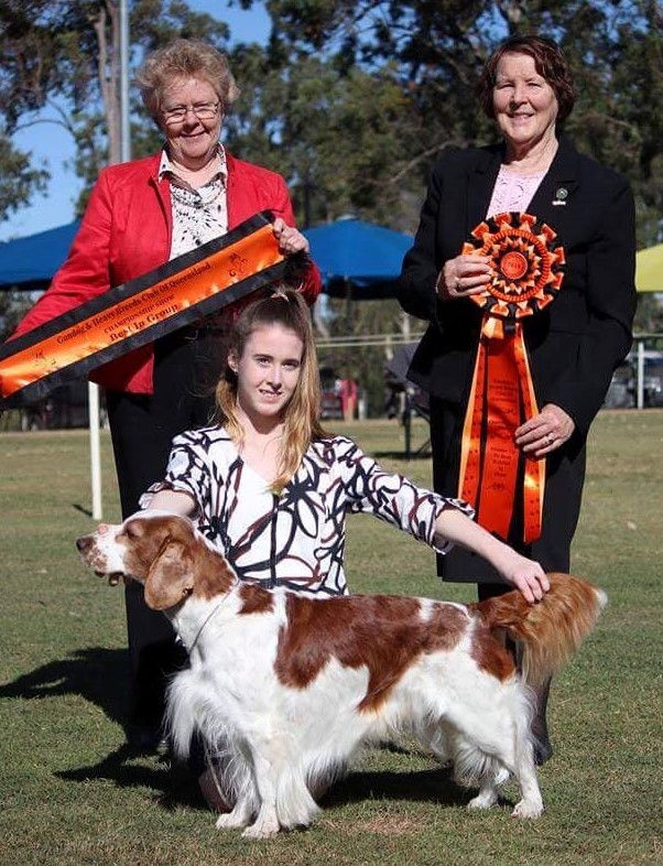 Gundog & Heavy Breeds Club of Queensland 2018 BIG (& RUBIS) Sup CH Ricochez Bedwyr Dyllan